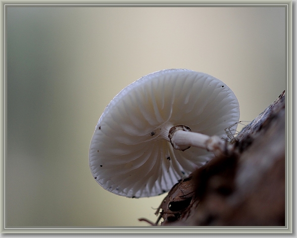 Porseleinzwam - Oudemansiella mucida  (2)