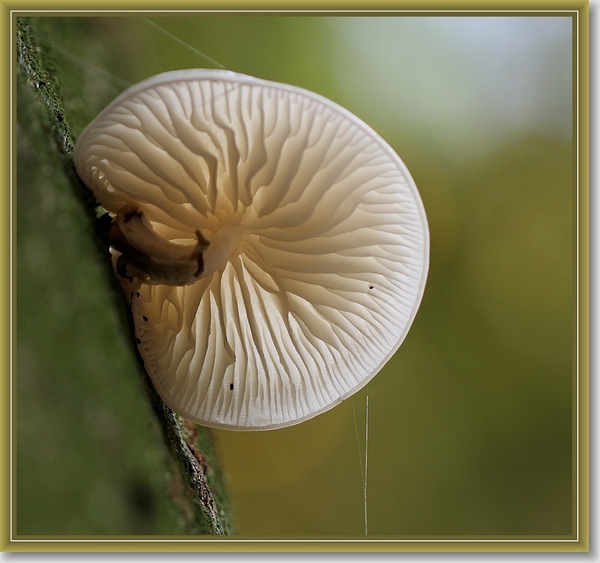 Porseleinzwam - Oudemansiella mucida  (5)