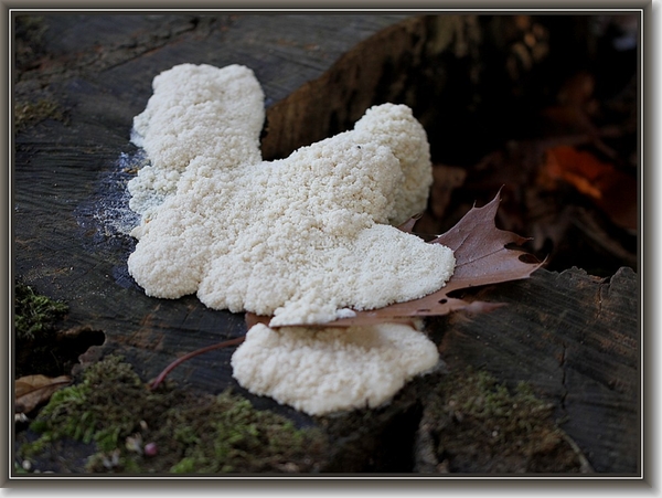 Witte kalkkussen -  Fuligo candida