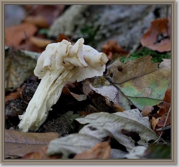Witte kluifzwam - Helvella crispa