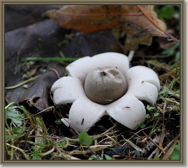 Gekraagde aardster - Geastrum triplex (2)
