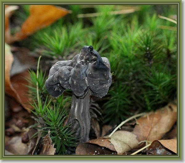 Zwarte kluifzwam - Helvella lacunosa (2)