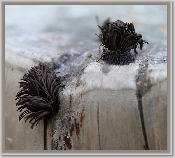 Bruin netpluimpje  - Stemonitis virginiensis (2)