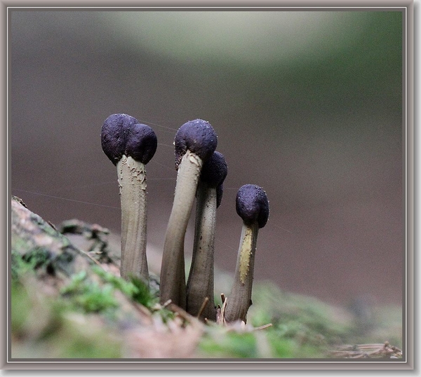 Zwarte truffelknotszwam - Cordyceps ophioglossoides