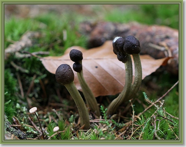 Zwarte truffelknotszwam - Cordyceps ophioglossoides (2)