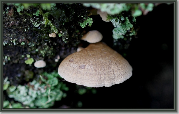 Groene schelpzwam - Sarcomyxa serotina  (1)