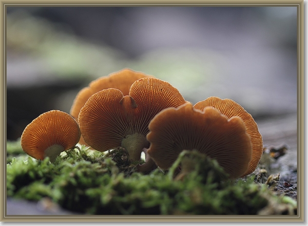 Groene schelpzwam - Sarcomyxa serotina  (3)