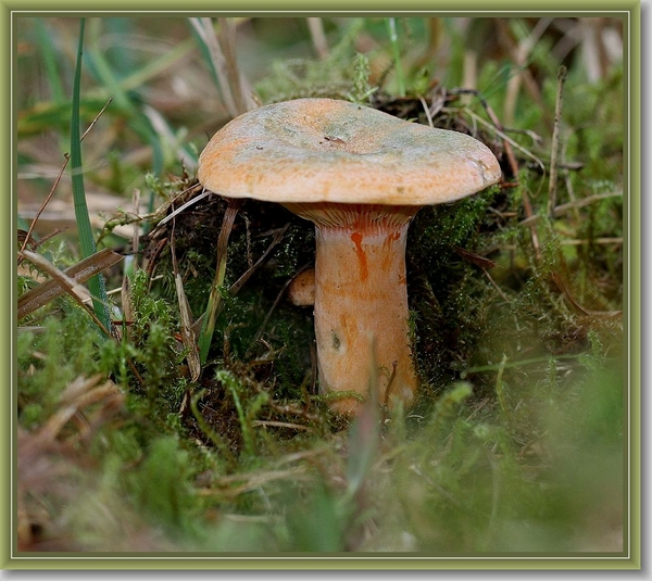 Peenrode melkzwam - Lactarius deterrimus