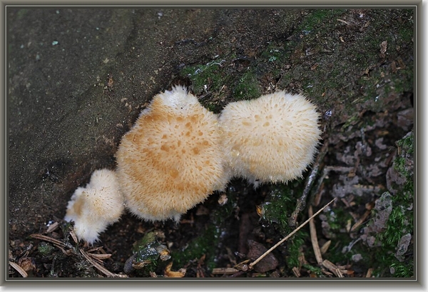 Boompuist - Postia ptychogaster  (1)