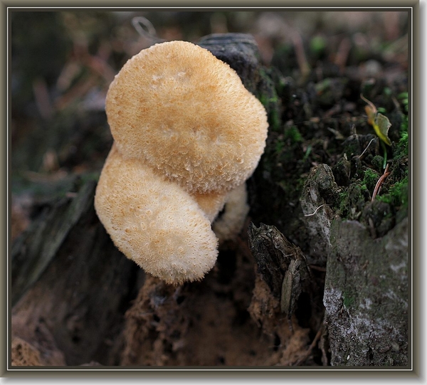 Boompuist - Postia ptychogaster  (3)