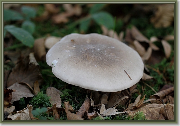 Nevelzwam - Lepista nebularis  (1)