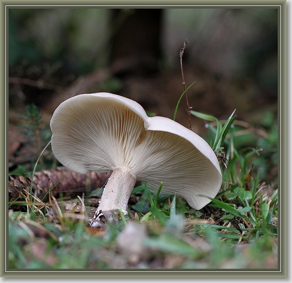 Nevelzwam - Lepista nebularis  (2)