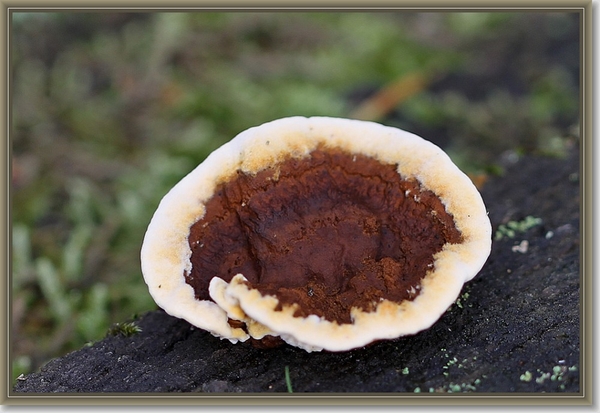 Waaierkorstzwam - Stereum subtomentosum
