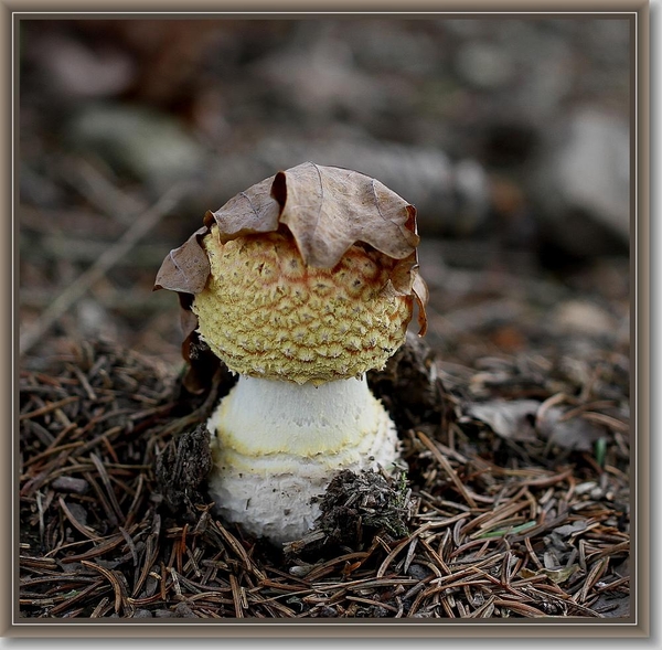 Vliegenzwam - Amanita muscaria