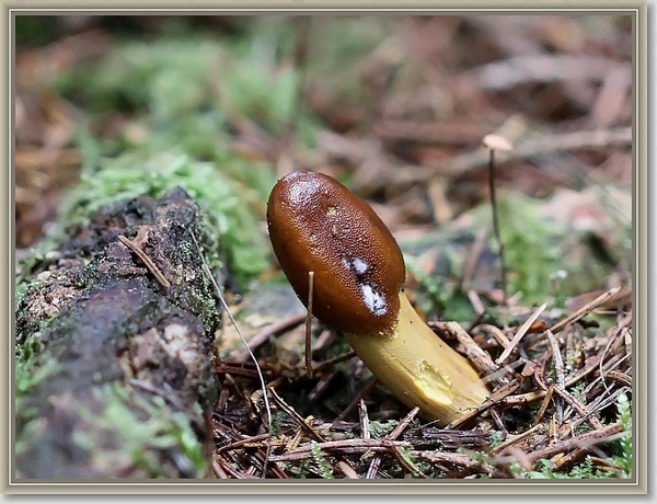Zwarte truffelknotszwam - Cordyceps ophioglossoides (1)