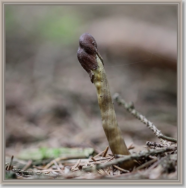 Zwarte truffelknotszwam - Cordyceps ophioglossoides (3)