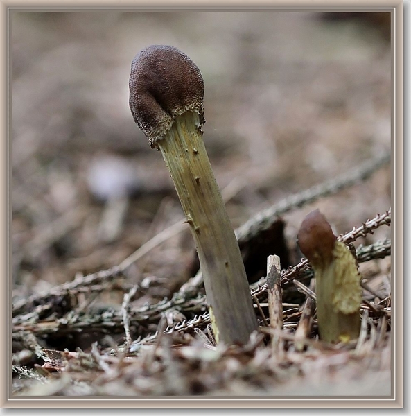 Zwarte truffelknotszwam - Cordyceps ophioglossoides (4)