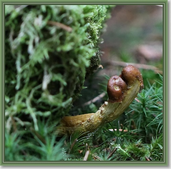 Zwarte truffelknotszwam - Cordyceps ophioglossoides (6)