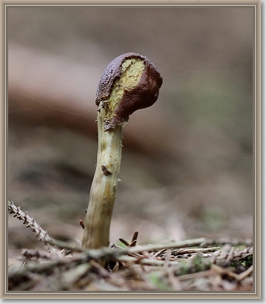 Zwarte truffelknotszwam - Cordyceps ophioglossoides (7)