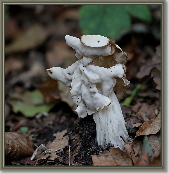 Witte kluifzwam - Helvella crispa