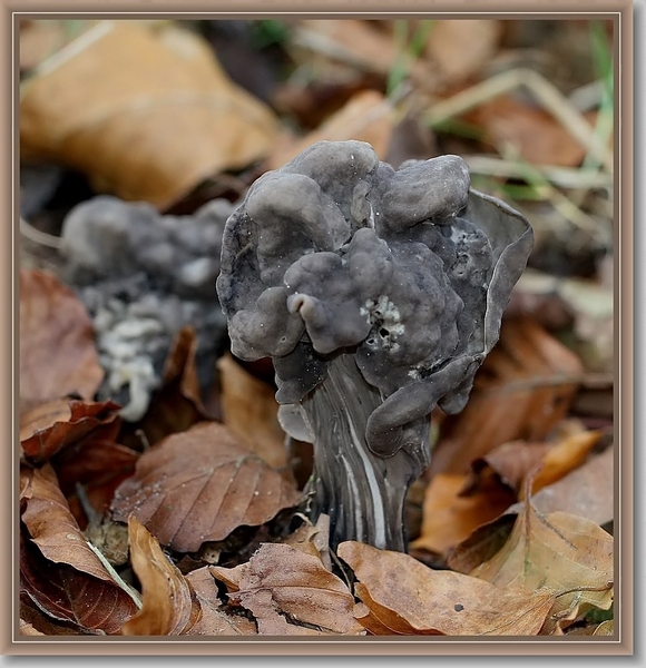 Zwarte kluifzwam - Helvella lacunosa