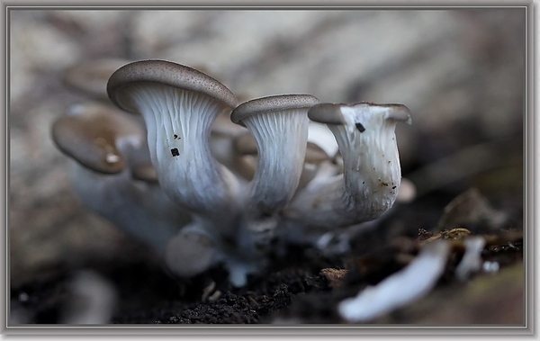 Gewone oesterzwam - Pleurotus ostreatus  (2)