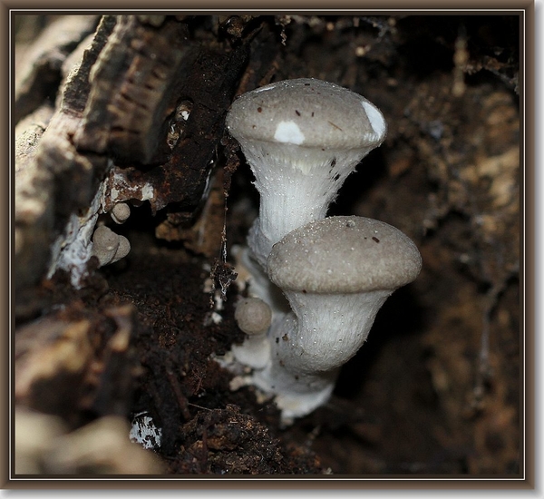 Gewone oesterzwam - Pleurotus ostreatus  (3)