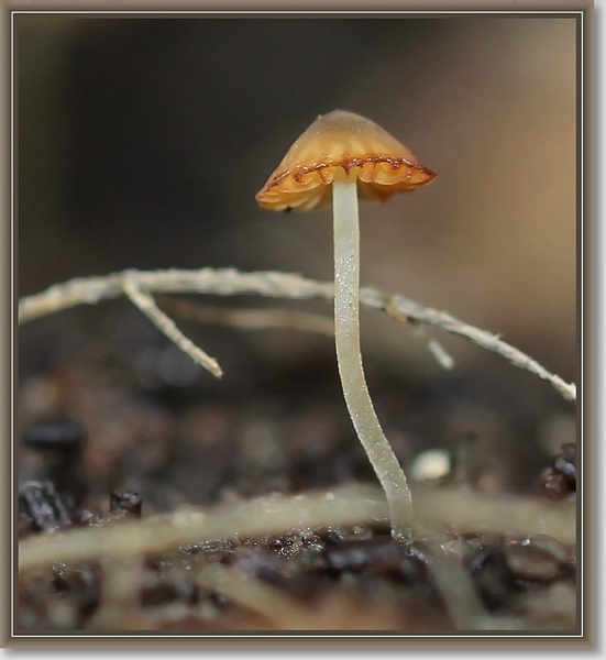 Mycena - Mycena spec (2)