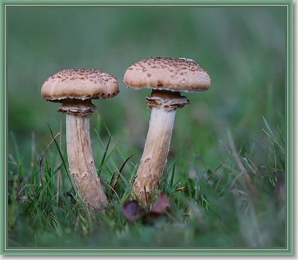 Sombere honingzwam - Armillaria ostoyae (2)