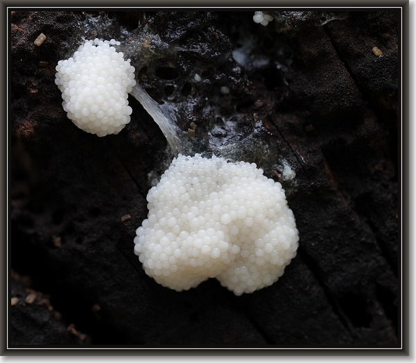 Slijmzwam spec. - Myxomyceta spec.