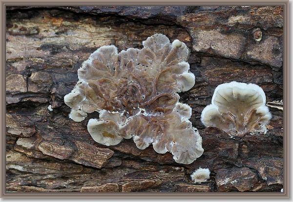 Viltig judasoor - Auricularia mesenterica