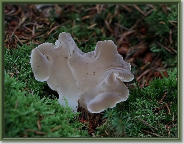 Stekeltrilzwam - Pseudohydnum gelatinosum  (2)