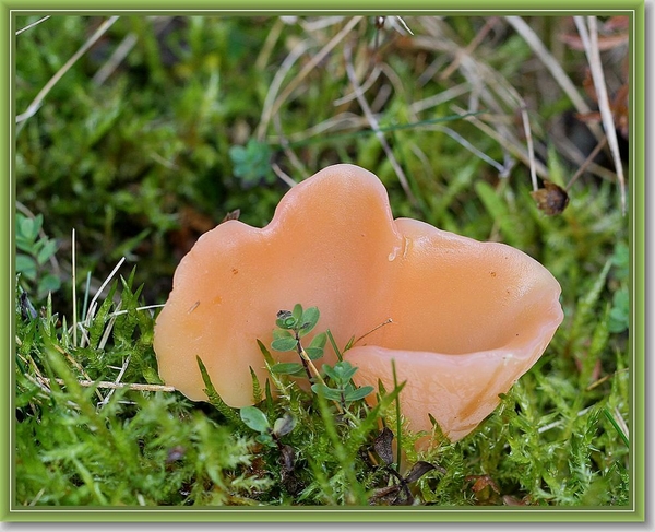 Spateltrilzwam - Tremiscus helvelloides (3)