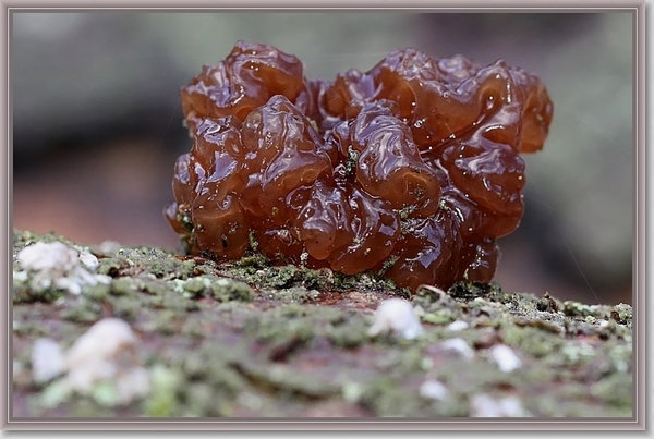 Bruinesuikerzwam - Exidia saccharina (5)