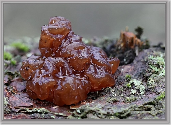 Bruinesuikerzwam - Exidia saccharina (7)