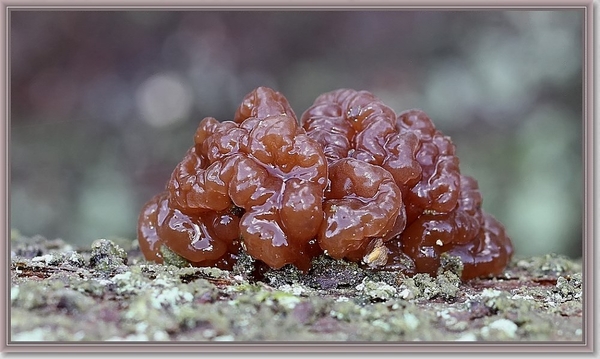 Bruinesuikerzwam - Exidia saccharina (8)