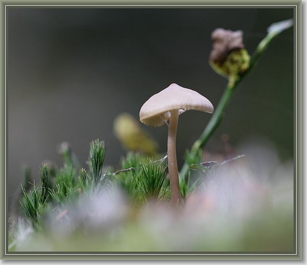Mycena - Mycena spec.