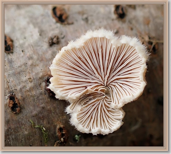 Wit oorzwammetje - Crepidotus variabilis  (1)
