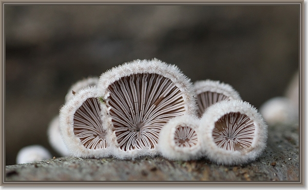 Wit oorzwammetje - Crepidotus variabilis  (2)