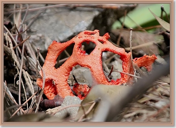 Traliestinkzwam - Clathrus ruber