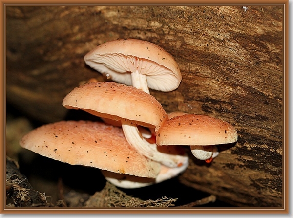 Zalmzwam - Rhodotus palmatus  (2)