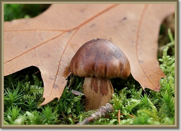 Kastanjeboleet - Xerocomus badius