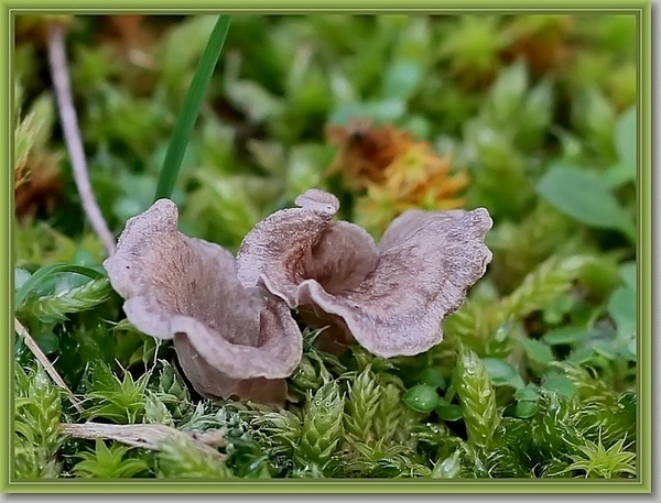 Stinkende franjezwam - Thelephora palmata  (2)
