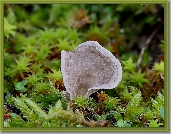 Stinkende franjezwam - Thelephora palmata