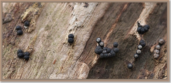 Troskalknetje - Badhamia utricularis (2)