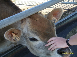 BORNEM KINDERBOERDERIJ