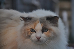 DSC_0009