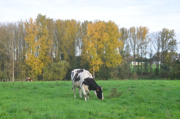 001 LANGS KOUTER WEEGE......