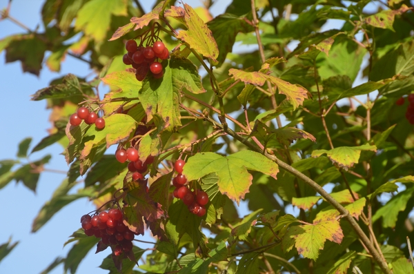 001 HERFST KLEURTJES......