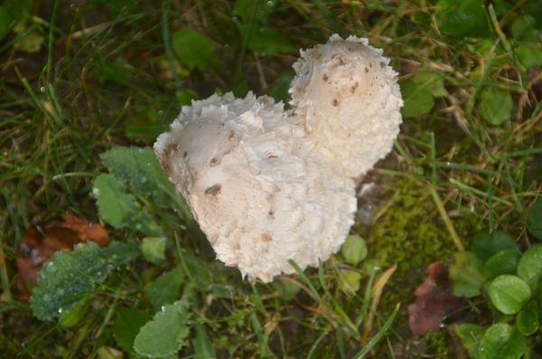 002 NATUUR IN HET HART.....!